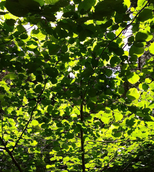 L'ispirazione e il bosco