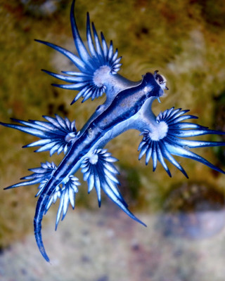 Copertina evento  Glaucus atlanticus, ovvero: come essere piccoli, carini e pericolosi
