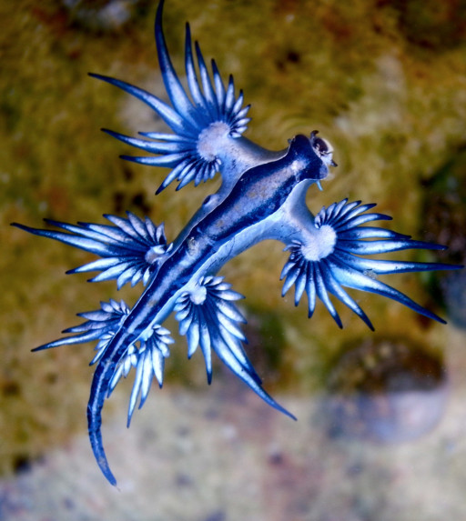 Glaucus atlanticus, ovvero: come essere piccoli, carini e pericolosi