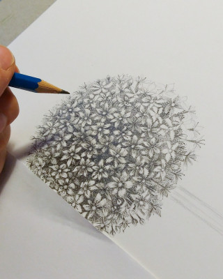 Copertina evento  Corso base di illustrazione botanica (in giardino!)