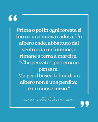 Copertina evento  Citazioni da... CADUTO, la seconda vita degli alberi.