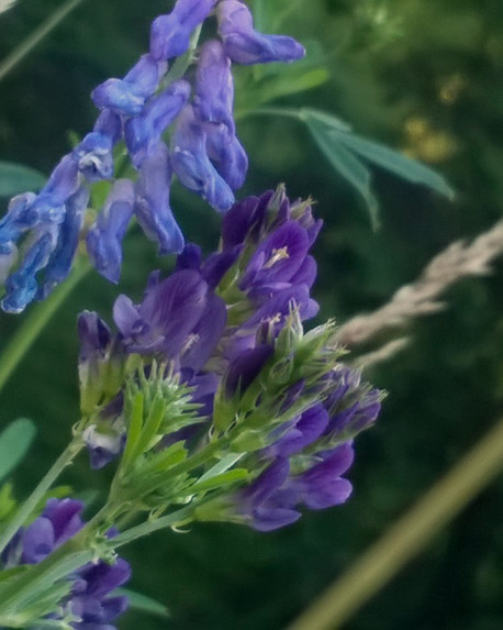 "Com'è fatto un fiore?" ad Educa 2017
