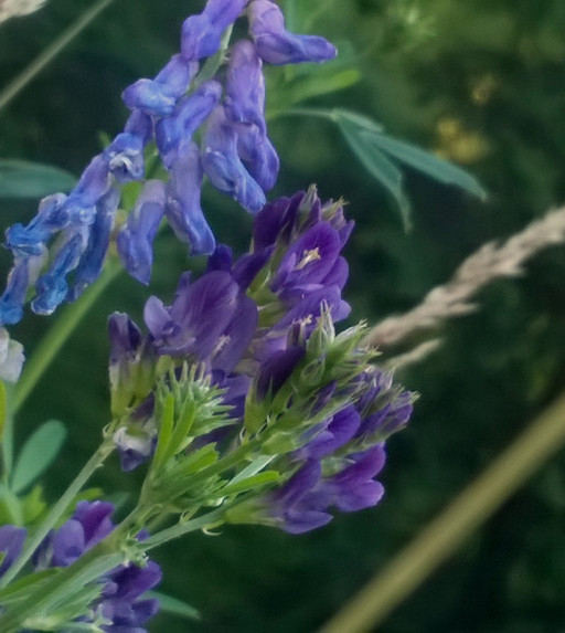 "Com'è fatto un fiore?" ad Educa 2017