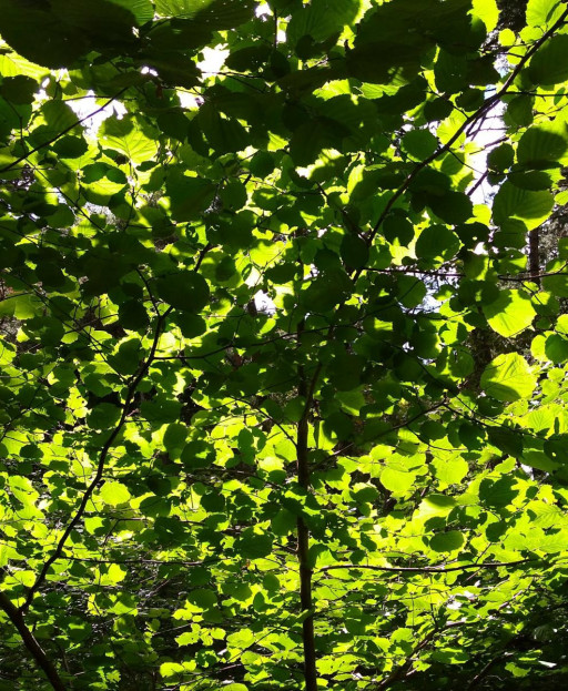 L'ispirazione e il bosco