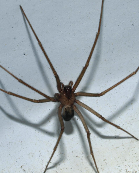 Sviolinata 