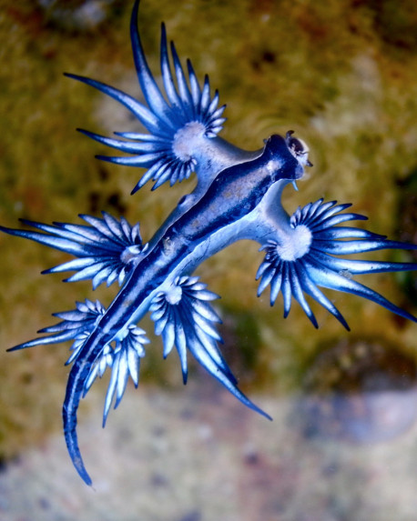 Glaucus atlanticus, ovvero: come essere piccoli, carini e pericolosi