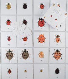 Fotografia di Nomenclatura e Numeri: Coccinelle