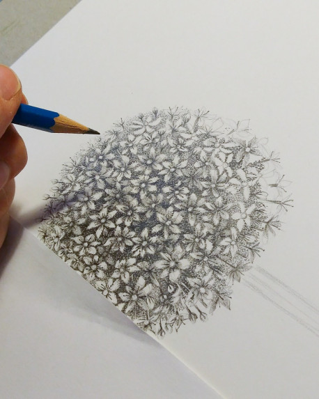 Corso base di illustrazione botanica (in giardino!)