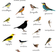 Fotografia di Poster di stoffa medio: piccoli uccelli