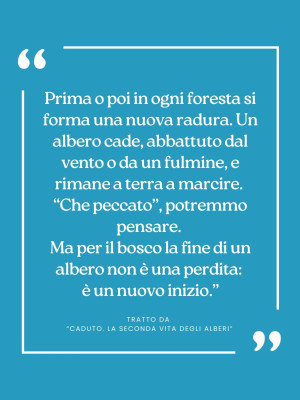 Copertina evento  Citazioni da... CADUTO, la seconda vita degli alberi.