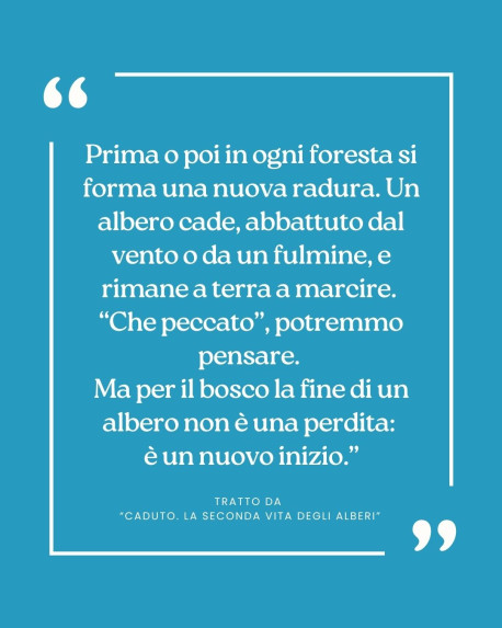 Citazioni da... CADUTO, la seconda vita degli alberi.
