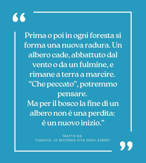 Citazioni da... CADUTO, la seconda vita degli alberi.