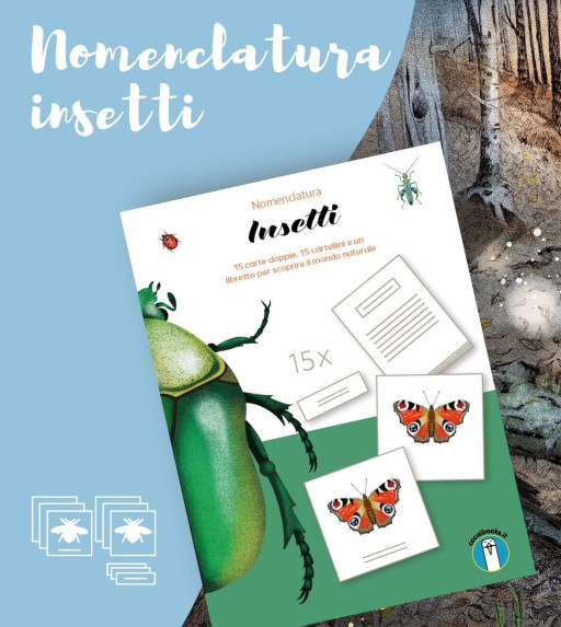 I nostri prodotti: nomenclatura insetti.