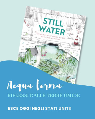 Copertina evento  "Acqua ferma. Riflessi dalle terre umide." tradotto in inglese!