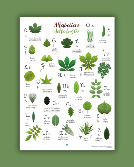 Poster di carta: Alfabetiere delle Foglie